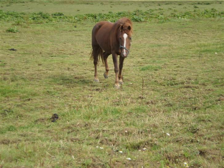 Anden særlig race Lady *Elevpony*  (Har redet) billede 10