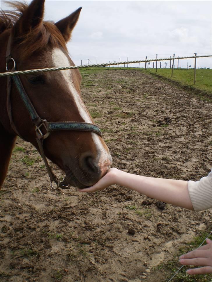 Anden særlig race Lady *Elevpony*  (Har redet) billede 12