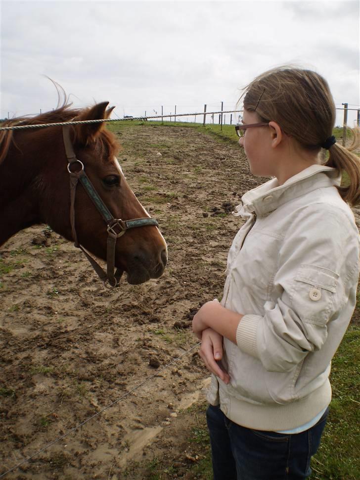Anden særlig race Lady *Elevpony*  (Har redet) billede 13