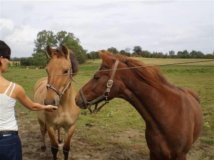 Anden særlig race Lady *Elevpony*  (Har redet) - "Hvad har du der?" tænker Lady ser det ud til billede 14