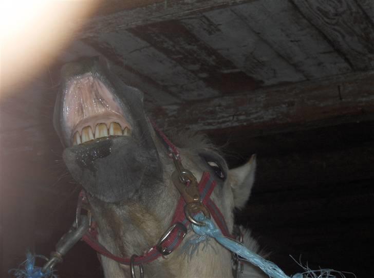 Fjordhest Lucca *søsters*  - Lucca der smileer:) elsker det billed<3 billede 3