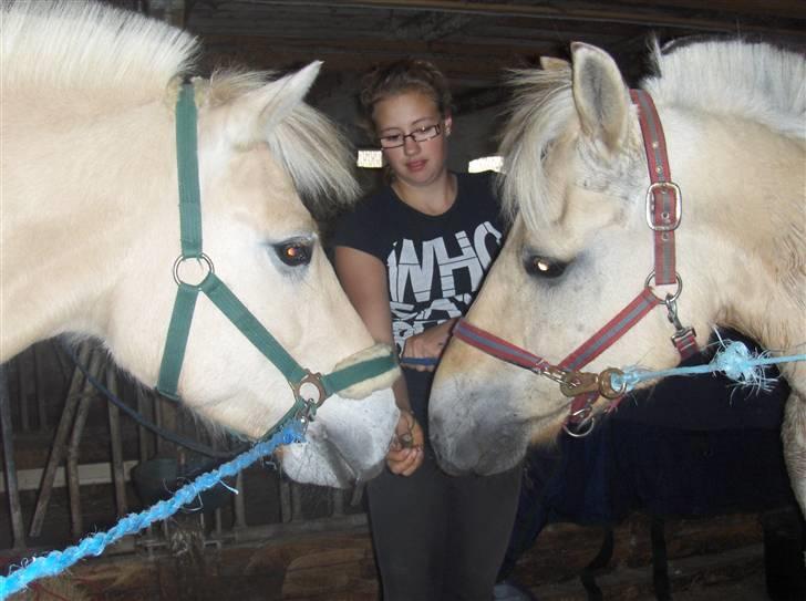 Fjordhest Lucca *søsters*  billede 4