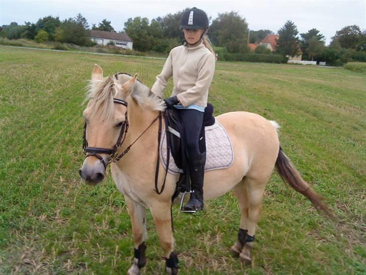 Fjordhest Lucca *søsters*  billede 5