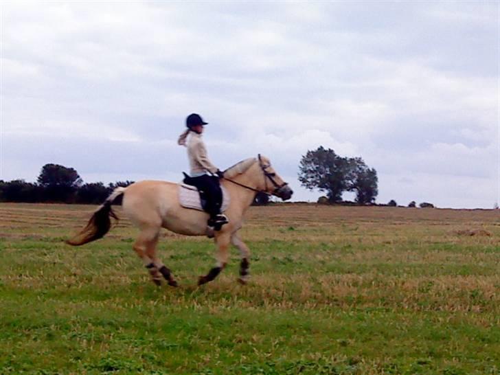 Fjordhest Lucca *søsters*  - Fuld fart over stubmarkerne! wee<3 billede 6
