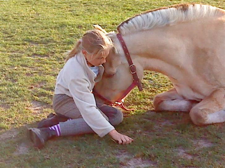 Fjordhest Lucca *søsters*  billede 7