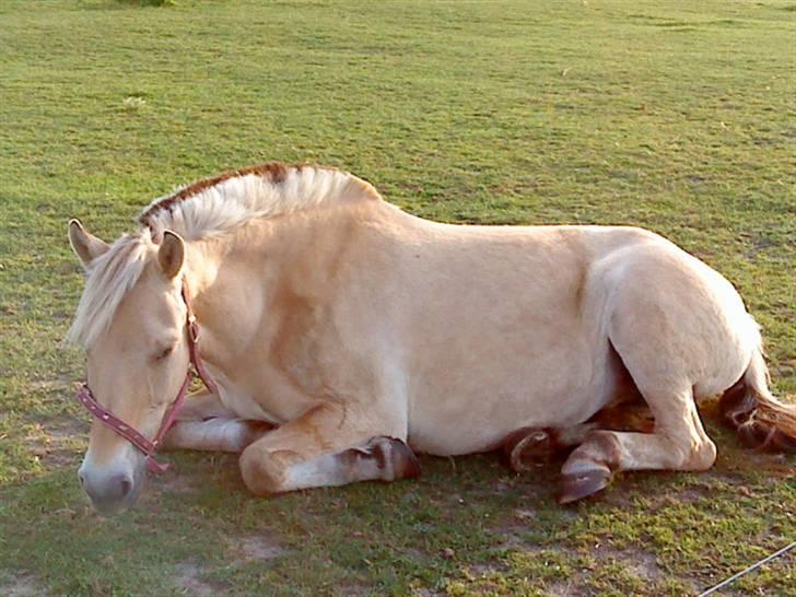 Fjordhest Lucca *søsters*  billede 8