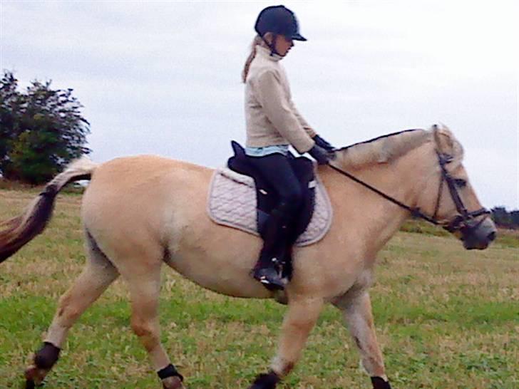 Fjordhest Lucca *søsters*  billede 9