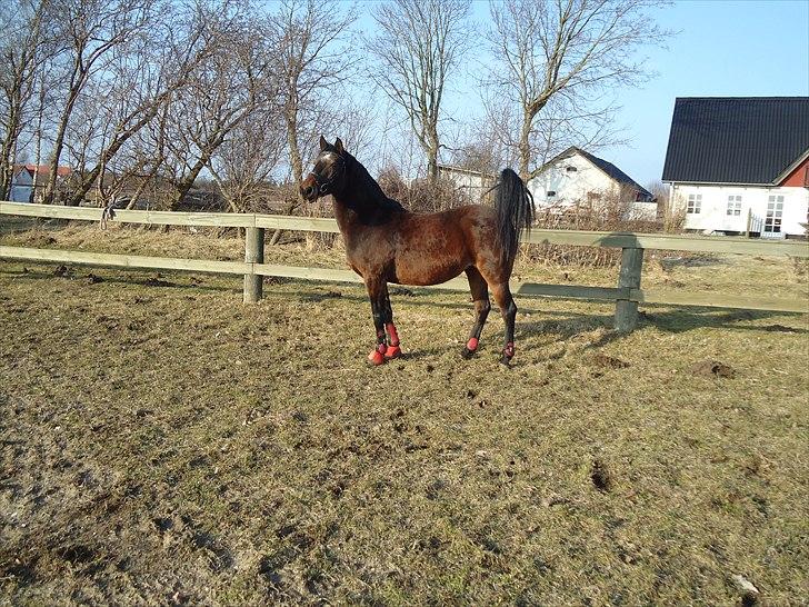 Anden særlig race Hedegårds Lucy - Lucy nyder en tur løs på springbanen! -Nothing ventured, nothing gained billede 19