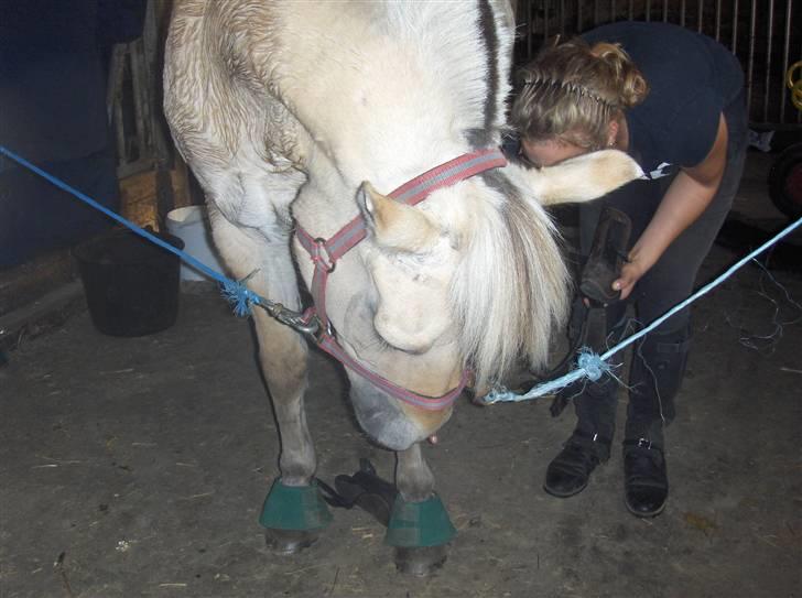 Fjordhest Lucca *søsters*  - Hvad laver du? billede 10