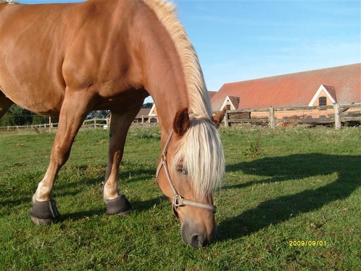 Haflinger Ulva       *RIP* billede 13