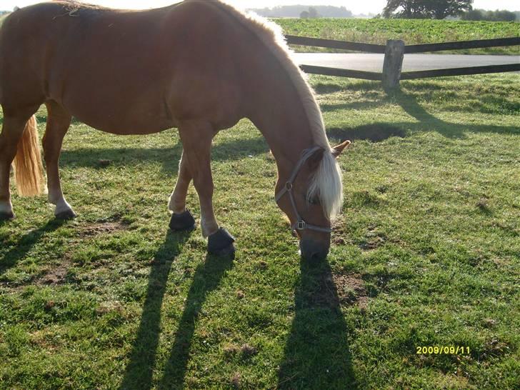 Haflinger Ulva       *RIP* billede 14
