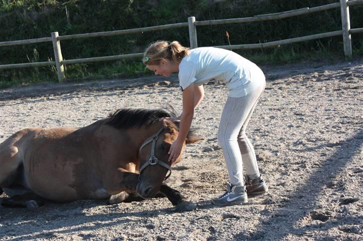 Anden særlig race Højgårdens Bella billede 9