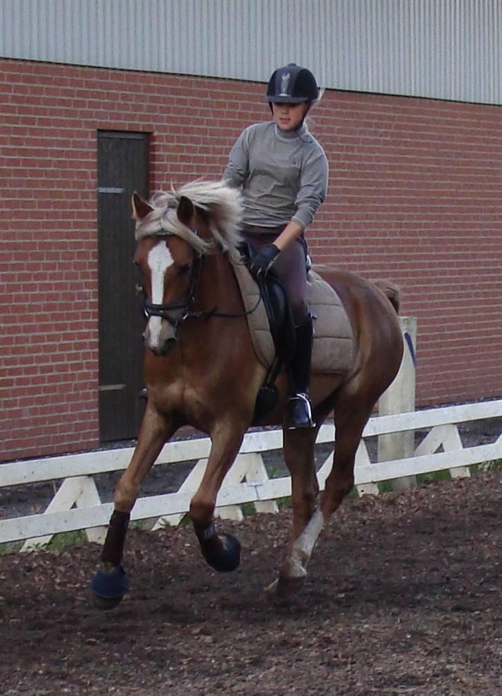 Anden særlig race Salvador<3 SOLGT - kursus ved klaus kirkegaard billede 11