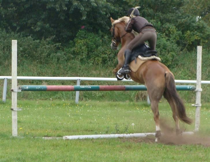 Anden særlig race Salvador<3 SOLGT - det bedste af alt VANDGRAV 27-10-09 billede 13