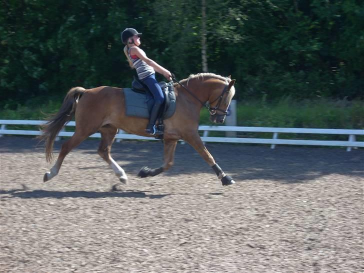 Anden særlig race Salvador<3 SOLGT - øning til ansager ridelejr foto: PINKI billede 15