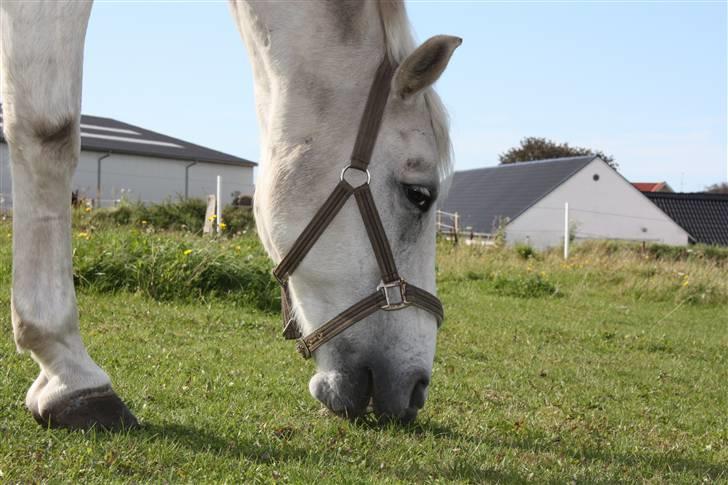 Anden særlig race Pacha Rex Arabi billede 17