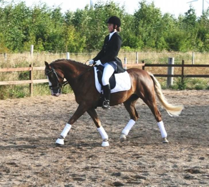 Welsh Partbred (Sec F) Friis Nachos Solgt  billede 10