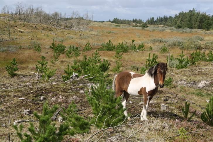 Islænder Erla fra Nørhå - Velkommen til min profil. Her er jeg 1½ år og på sommerfold. Navnet udtales "ærdla", tak! :) billede 1