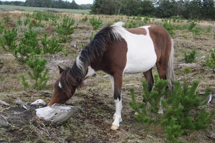 Islænder Erla fra Nørhå - Rart med lidt at klø sig på. billede 2