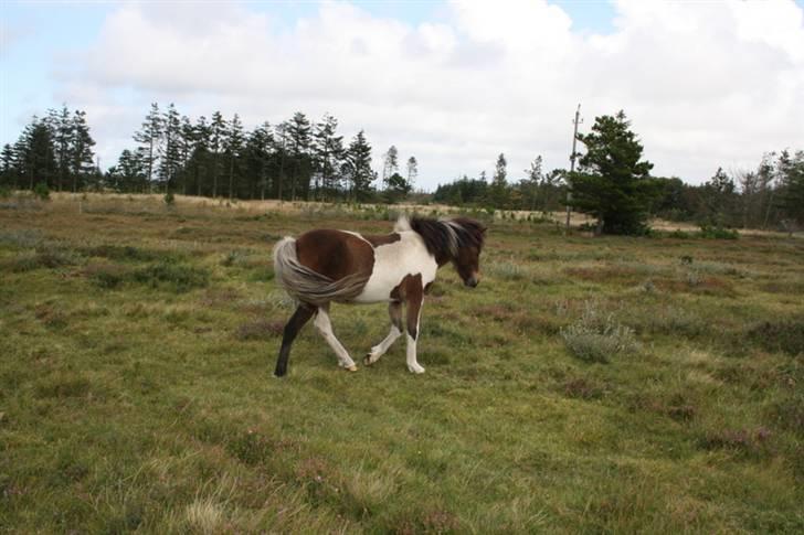 Islænder Erla fra Nørhå - Der er masser af plads her på sommerfolden. Jeg går her sammen med 4 andre ungheste. billede 3