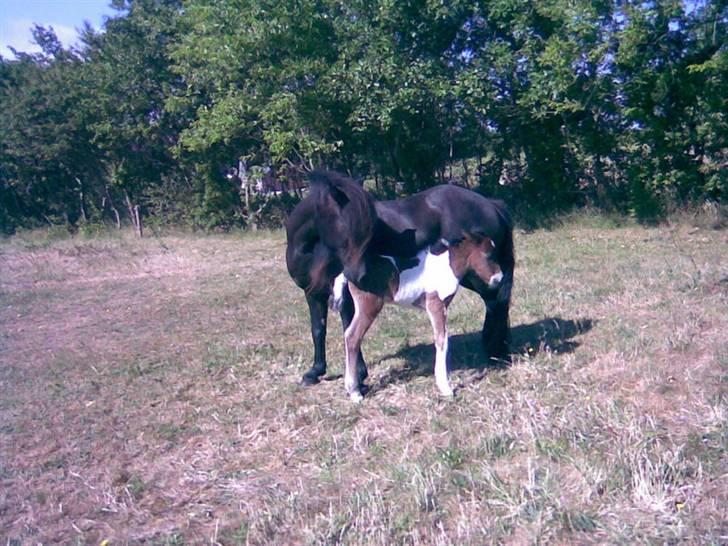Islænder Erla fra Nørhå - Erla som nyfødt med mor Tàta. billede 4
