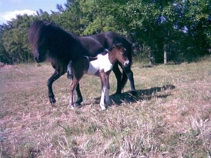 Islænder Erla fra Nørhå - - også fra Erlas første dag.  billede 5