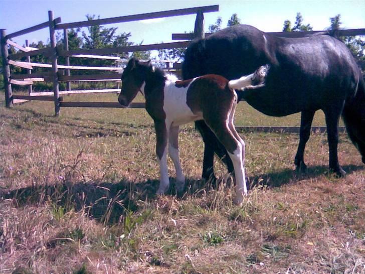 Islænder Erla fra Nørhå - Stadig dag 1.... billede 6