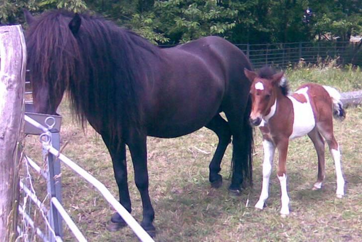 Islænder Erla fra Nørhå - En uge gammel. billede 7