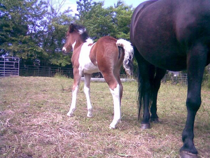 Islænder Erla fra Nørhå - Jeg gik og viftede med halen de oppe i luften de første uger af mit liv. Derfor kom jeg til at hedde Erla, som betyder vipstjert.  billede 8