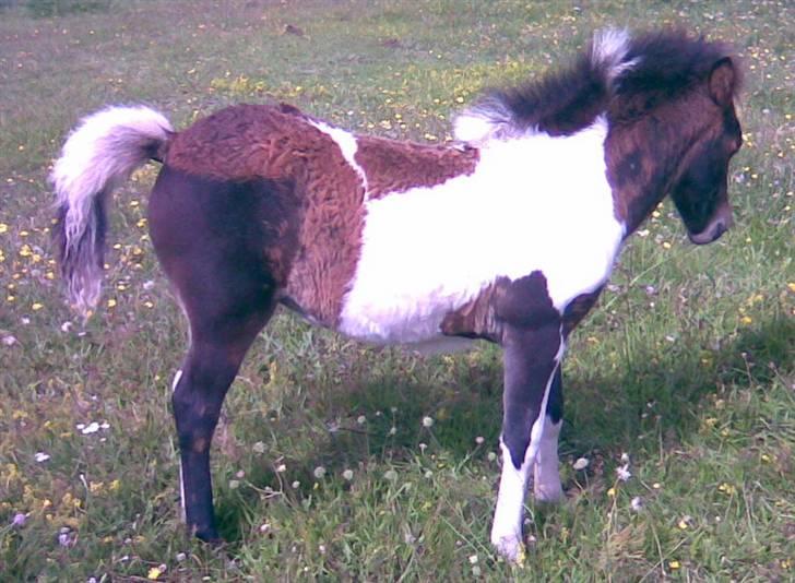 Islænder Erla fra Nørhå - Her er jeg på vej til at blive stor og fælder følpelsen.  billede 9