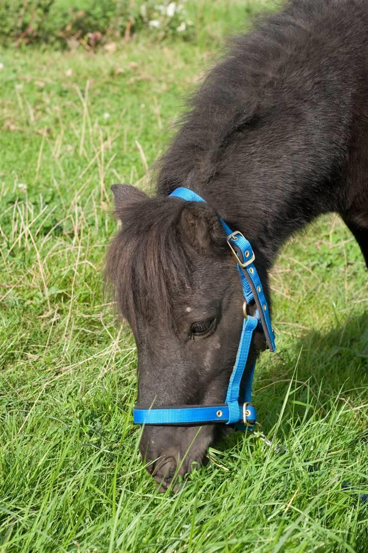 Anden særlig race Mustang *Solgt* billede 1
