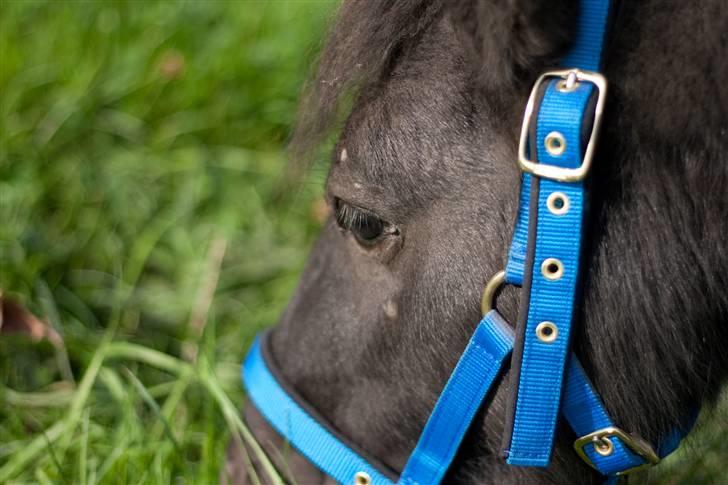 Anden særlig race Mustang *Solgt* billede 2
