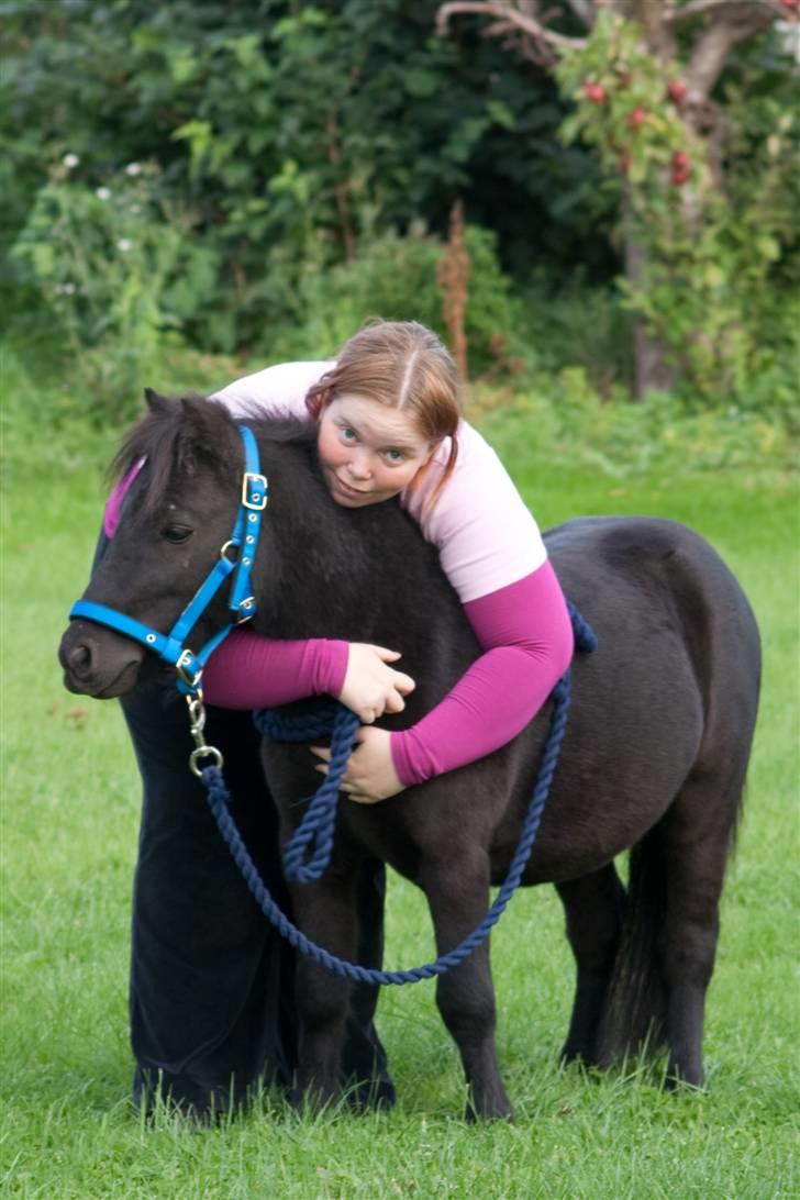 Anden særlig race Mustang *Solgt* billede 3