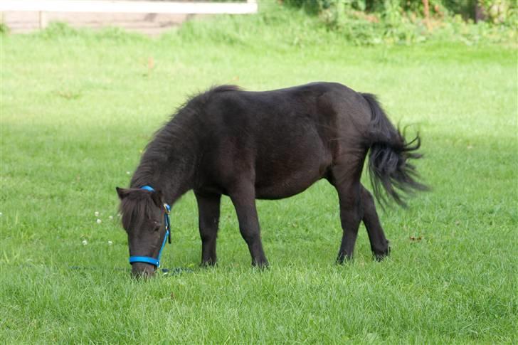 Anden særlig race Mustang *Solgt* billede 4