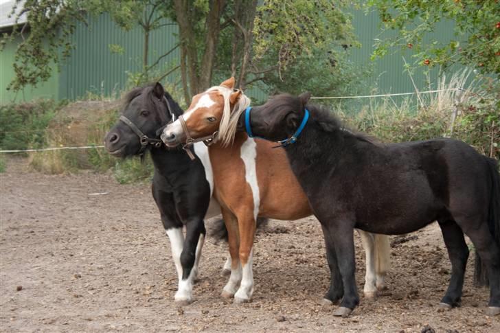 Anden særlig race Mustang *Solgt* - yndlings grimeleg med foldkammeraterne billede 5
