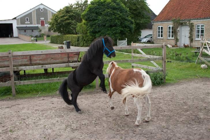 Anden særlig race Mustang *Solgt* - Hingsteleg med Stuart i folden. billede 6