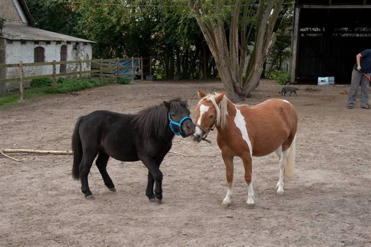Anden særlig race Mustang *Solgt* - Er jeg ikke bare sød? :) billede 7