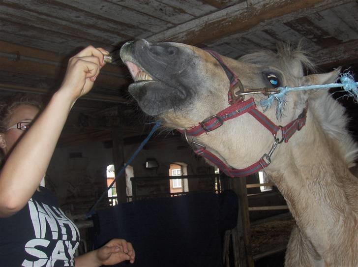 Fjordhest Lucca *søsters*  billede 11