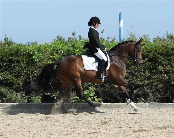 Tysk Sportspony Dolce *B-pony* Solgt :'( - Jeg elsker dig du er fantastisk du er mit aaaalt :* ♥♥ billede 13