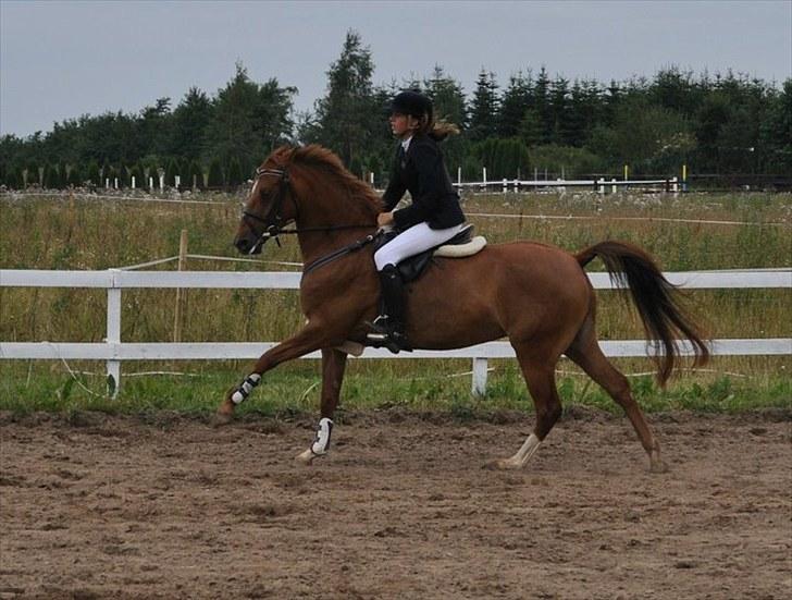 DSP Lille Asserholt Naomi [KLUBMESTER 2011] - Vores 2. stævne i BOR **Isabella** billede 13