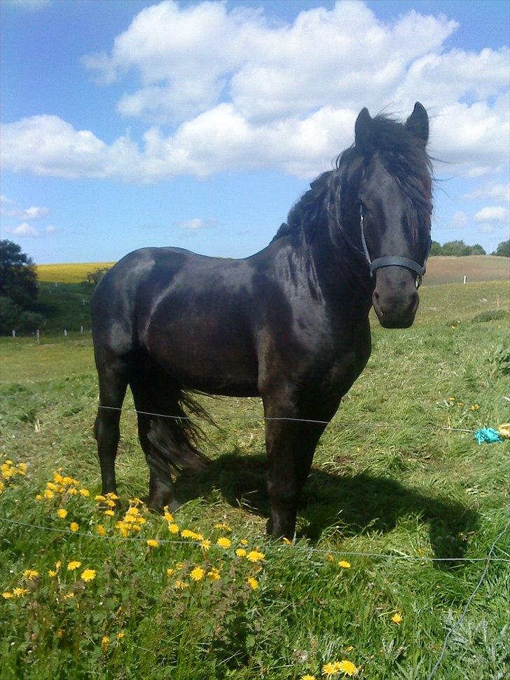 Frieser Gorba / R.I.P - på sommergræs år 2011/øv vil du ikke nok tage mig ud og ride billede 14