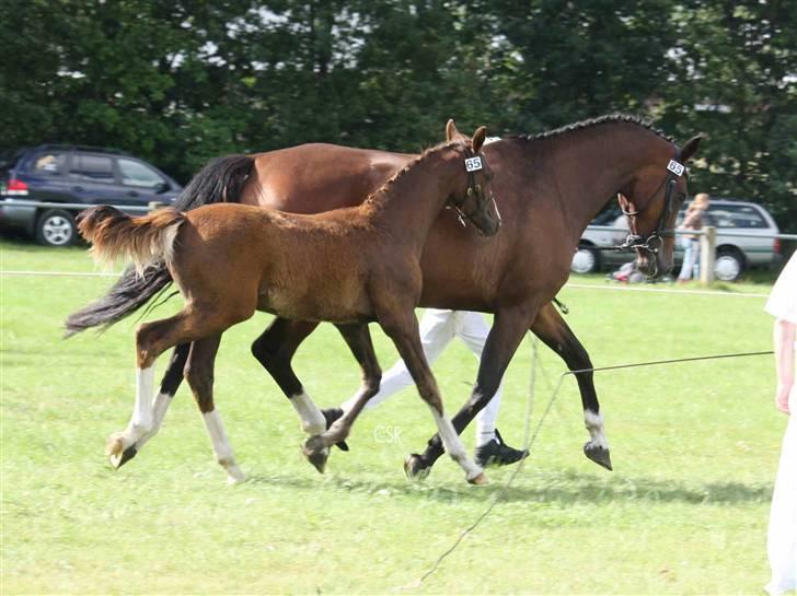 Dansk Varmblod Lillestaruphøjs Celina billede 6