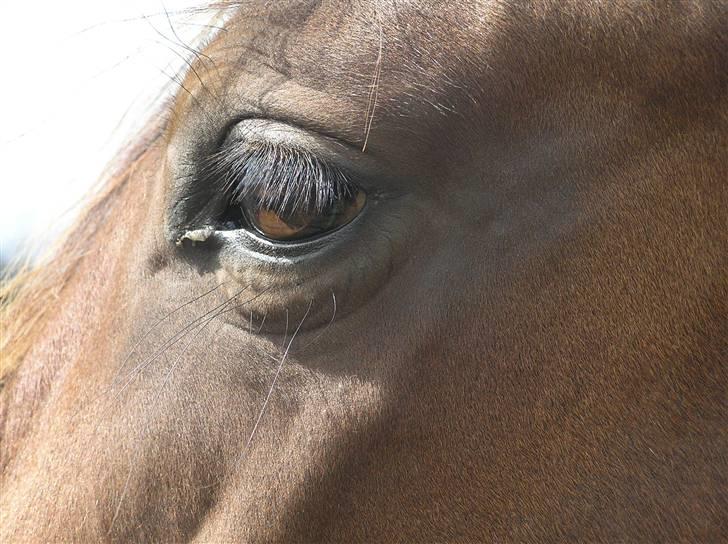 Dansk Varmblod Lillestaruphøjs Celina billede 7