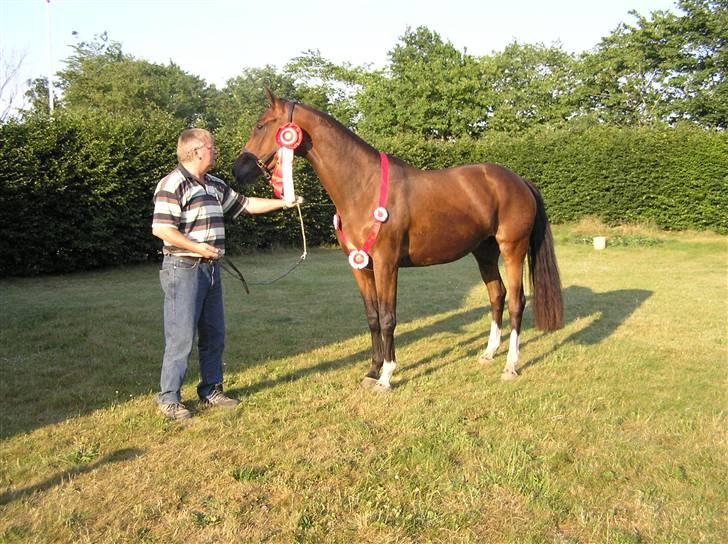 Dansk Varmblod Lillestaruphøjs Celina billede 8