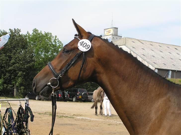 Dansk Varmblod Lillestaruphøjs Celina billede 9