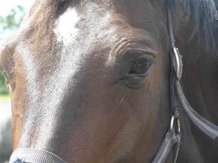 Dansk Varmblod LilleStaruphøjs CasanaRIP billede 7