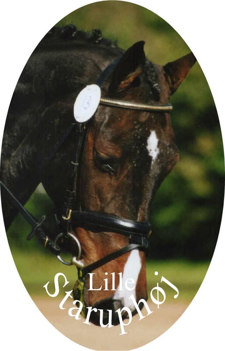 Dansk Varmblod LilleStaruphøjs CasanaRIP billede 8