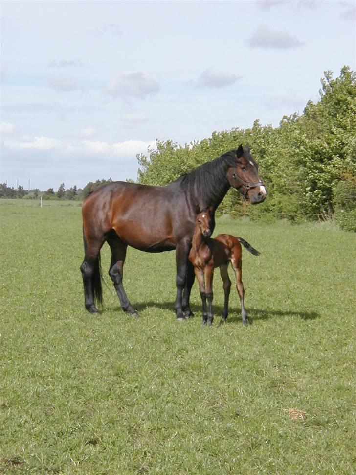 Dansk Varmblod LilleStaruphøjs CasanaRIP billede 9