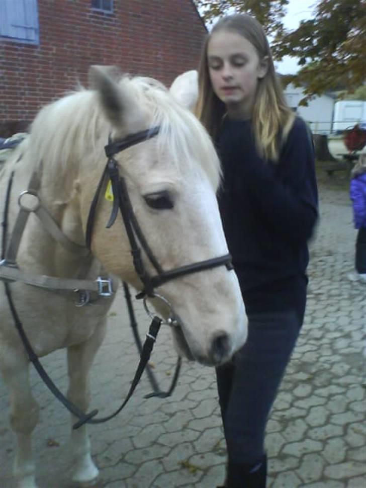 Anden særlig race Karla*Elev pony* *red* - Foto: Julie billede 13