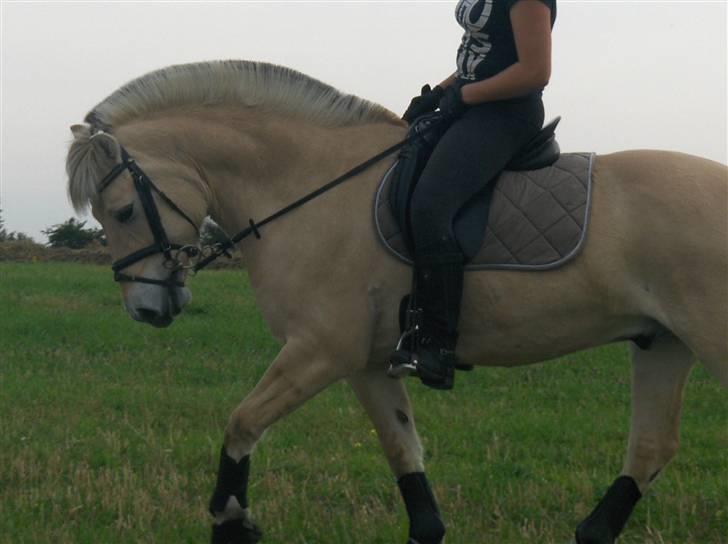 Fjordhest Pyrus SOLGT - 14 billede 10